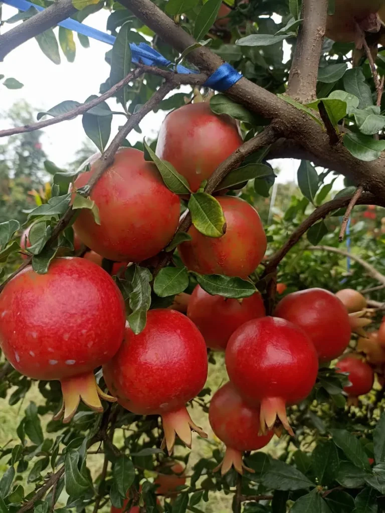 WhatsApp Image 2025-12-13 at 9.47