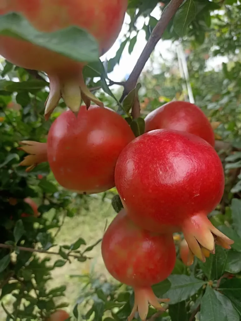 WhatsApp Image 2025-12-13 at 9.47