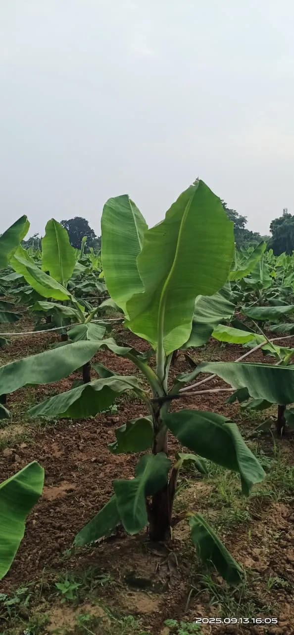 WhatsApp Image 2025-12-13 at 9.48