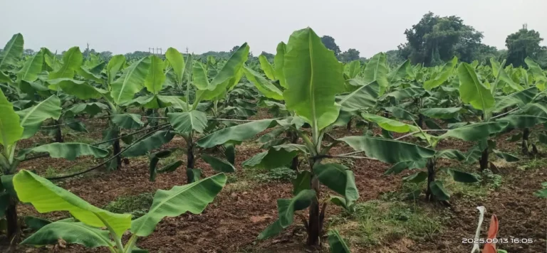 WhatsApp Image 2025-12-13 at 9.48