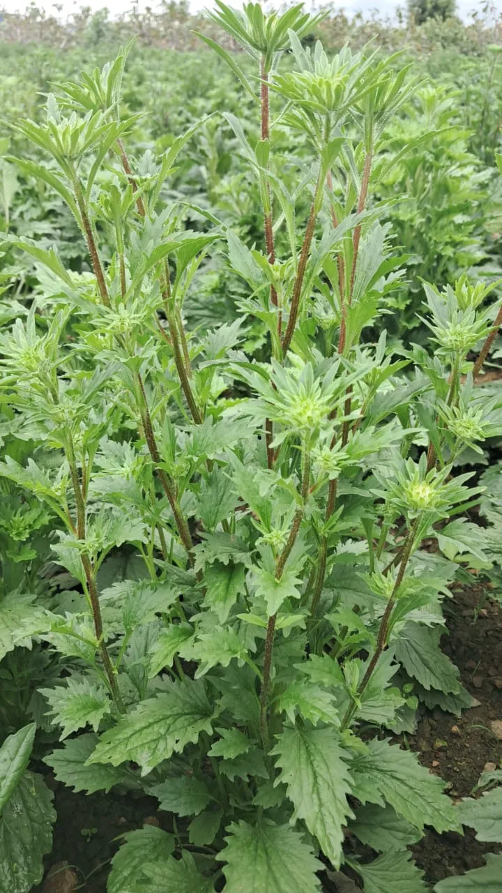 WhatsApp Image 2025-12-13 at 9.48