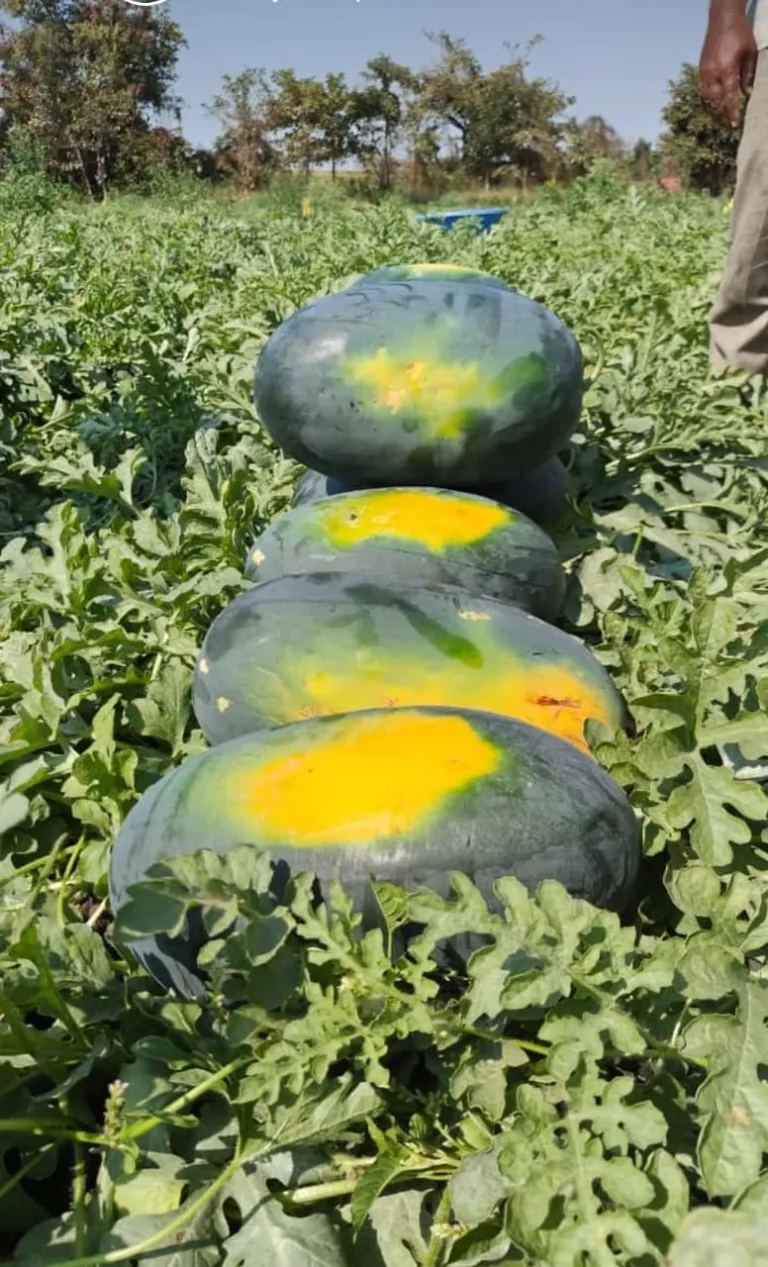 WhatsApp Image 2025-12-13 at 9.48