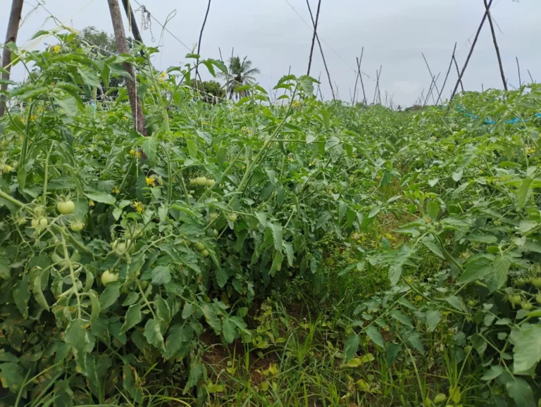 WhatsApp Image 2025-12-13 at 9.48