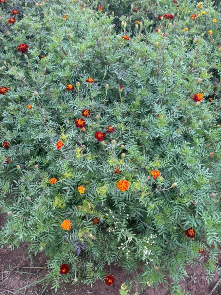 WhatsApp Image 2025-12-13 at 9.48