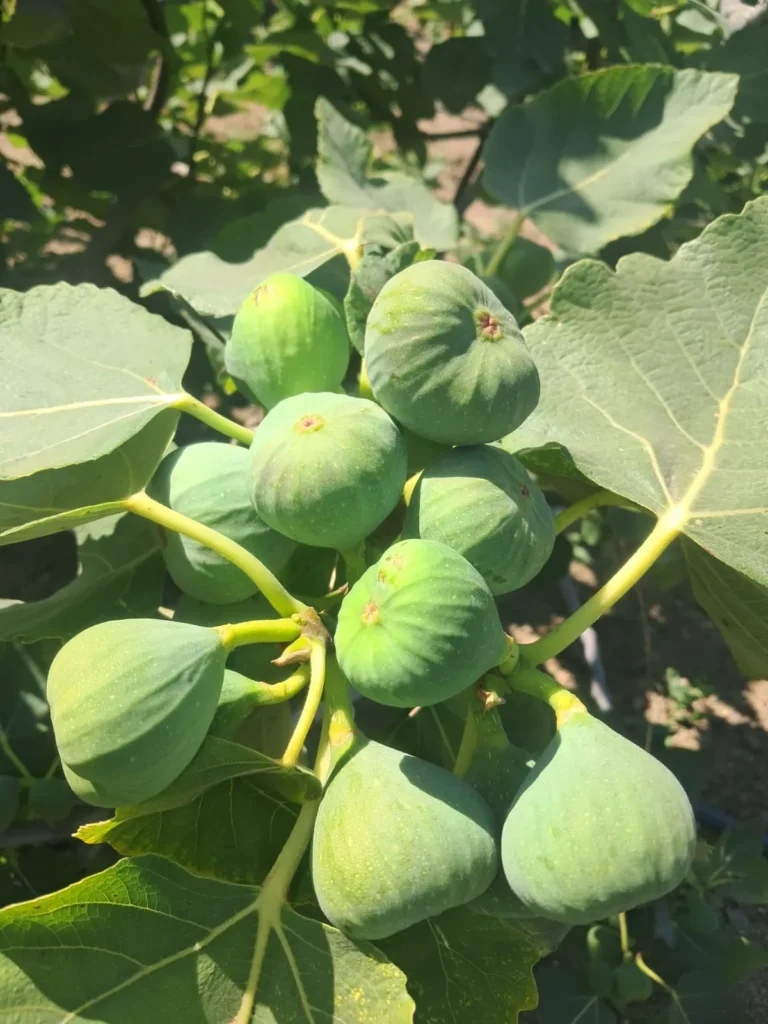 WhatsApp Image 2025-12-13 at 9.52