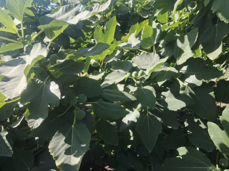 WhatsApp Image 2025-12-13 at 9.52