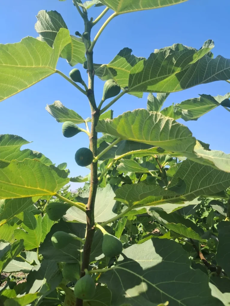 WhatsApp Image 2025-12-13 at 9.52