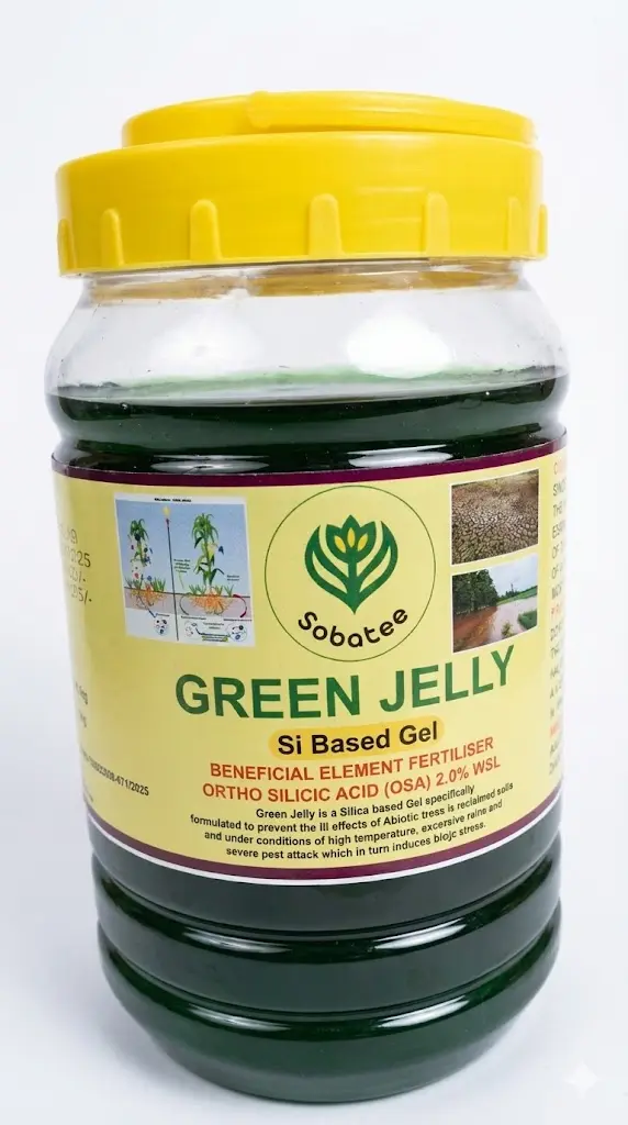 green-jelly